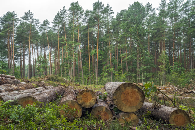 Deforestation concept. Stumps, logs and branches of tree after cutting down forest