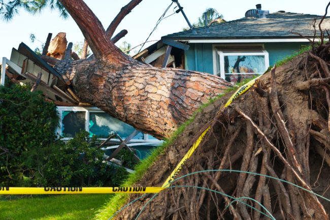 20097983 - old huge tree crashes into home due to storm