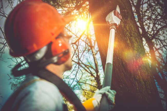 Tree Branches Pro Cutting. Unsafe Branches Removal by Extended Wood Cutter.