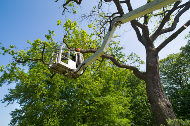 Gardener or tree surgeon pruning a tree using an elevated platform on the hydraulic articulated arm of a cherry picker