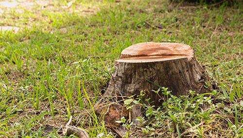 Stump on green grass in the garden. Old tree stump in the summer park.