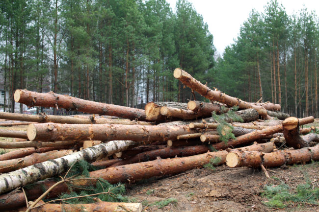 Environment, nature and deforestation forest - felling of trees in wood