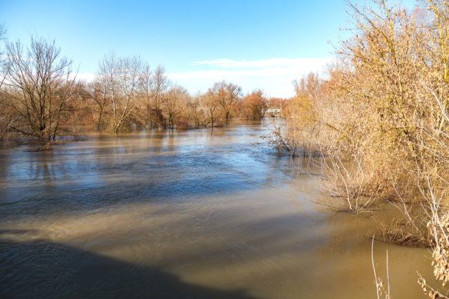 The river after the downpours came out of the banks. Flooding of river bank, trees after flood