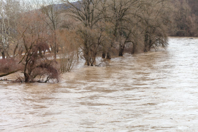 The river after the downpours came out of the banks. Flooding of river bank, trees after flood